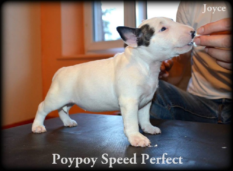 Poypoy Speed Perfect Joyce