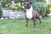 Étalon American Staffordshire Terrier - ironheart's Eula field of samsha