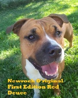 Étalon American Staffordshire Terrier - Newrock O'Riginal First edition red deuce