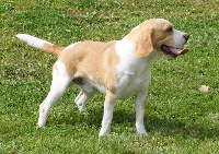 Étalon Beagle - Harry'beau des monts du faucigny
