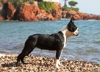Étalon Boston Terrier - CH. I'm gi blues by elvis Du Rocher Des Ducs