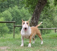 Étalon Bull Terrier - CH. G'fonk (Sans Affixe)