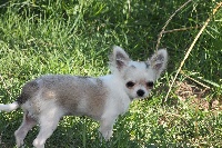 Étalon Chihuahua - Je suis mimi Des Jardins De Kosen Rufu
