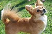 Étalon Chihuahua - Fifi de l' arche cevenole