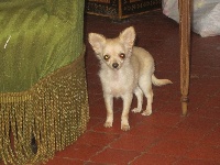 Étalon Chihuahua - Gordita de Quokelunde