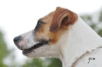 Étalon Jack Russell Terrier - Huguette De la clairiere aux louves