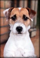 Étalon Jack Russell Terrier - CH. Greedy des Gres de Malleville