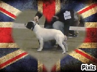 Étalon Staffordshire Bull Terrier - Legend dog Ho white girl dit swaagui