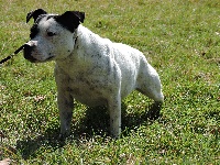 Étalon Staffordshire Bull Terrier - Ho la chipie De l'eden for ever