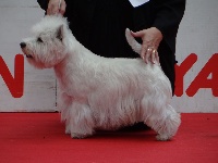Étalon West Highland White Terrier - CH. Dandy du domaine de la Cigaliere
