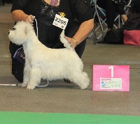 Étalon West Highland White Terrier - Ho-happy-day du royaume de sky