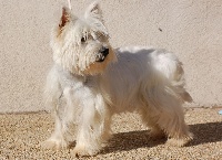 Étalon West Highland White Terrier - Isaac Du domaine des petits bouchons