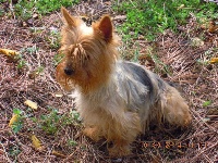 Étalon Yorkshire Terrier - Hisys du Marquis de Longuelance
