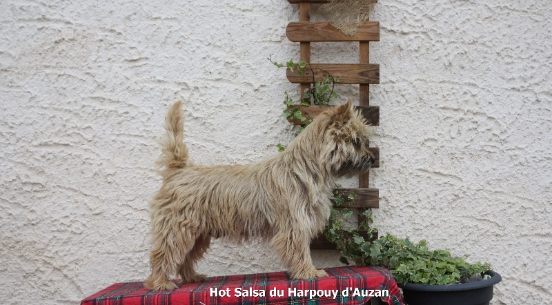 Hot salsa du Harpouy D'Auzan