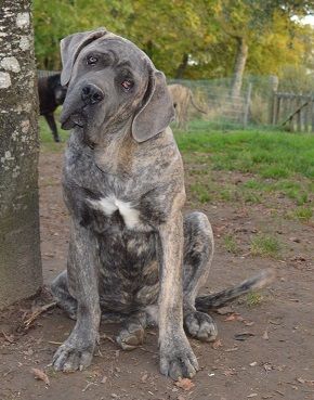 Chien Cane Corso Jooky Du Royaume D'kera