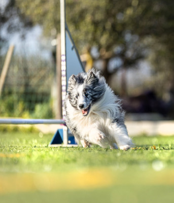 Étalon Shetland Sheepdog - Azulian Alegria magical feeling