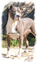 Étalon American Staffordshire Terrier - Elyss (Sans Affixe)