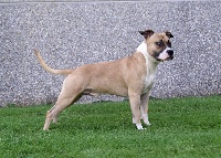 Étalon American Staffordshire Terrier - Iron red rock skillet De L'empreinte De Dzeus