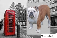 Étalon Bulldog Anglais - Golden-lady dho Valtess