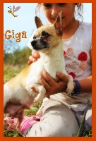 Étalon Chihuahua - Giga (Sans Affixe)