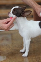 Étalon Chihuahua - belissimo bravo Tiramisu
