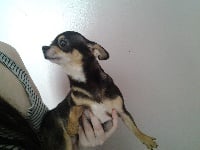 Étalon Chihuahua - Gipsie de l'Echappée Belle