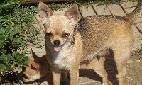 Étalon Chihuahua - Hawa des pyramides de chochula