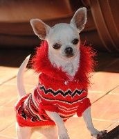 Étalon Chihuahua - My fair lady de el beso del dragon