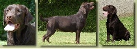Étalon Labrador Retriever - Inès of Crystal Valley