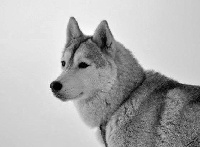 Étalon Siberian Husky - Galak Des garrigues du loup du canebas