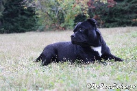 Étalon Staffordshire Bull Terrier - Georgia Du bon presage