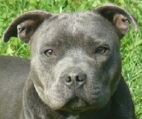 Étalon Staffordshire Bull Terrier - Isis Field Of The Black Pearls