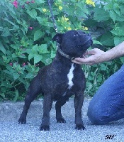Étalon Staffordshire Bull Terrier - Eyes'on fire of the upper staff kennel