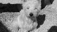 Étalon West Highland White Terrier - Hanice du Mas de Kevantsteph