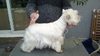 Étalon West Highland White Terrier - Hypnotic poison ii du clos des Argousiers