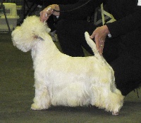Étalon West Highland White Terrier - White white west Horace de chien