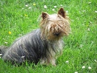 Étalon Yorkshire Terrier - Ezzaria de Quokelunde