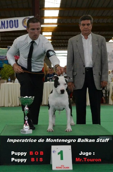 Multi puppy bis.imperatrice -de- montenegro balkan staff