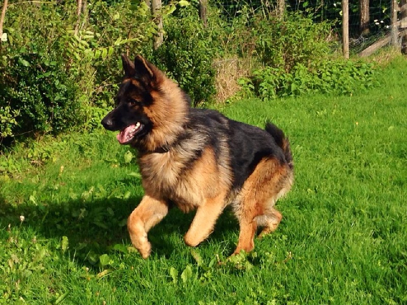 Inc Des Cascades Du Mornantais Chien De Race Toutes Races En