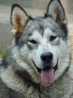 Étalon Alaskan Malamute - Hiku howling dog De Prana Des Loups
