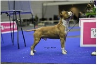 Étalon American Staffordshire Terrier - CH. Intencity French touch of malone