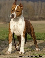 Étalon American Staffordshire Terrier - Grafity rockstone