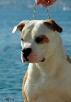 Étalon American Staffordshire Terrier - Multi ch. princ royal montenegro of ural staff balkan staff