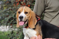 Étalon Beagle - Jakote Du pré moussey