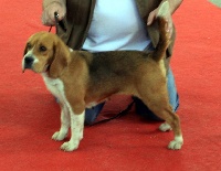 Étalon Beagle - Horka (Sans Affixe)