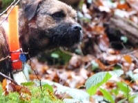 Étalon Border Terrier - Hannibal De La Planete Du Petit Prince