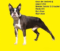 Étalon Boston Terrier - kean-cbs The best dj