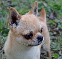 Étalon Chihuahua - Houps Des lianes de mysore