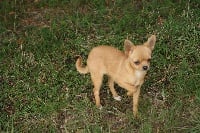 Étalon Chihuahua - Java du Domaine de la Rêverie