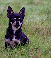 Étalon Chihuahua - Honey dogomania